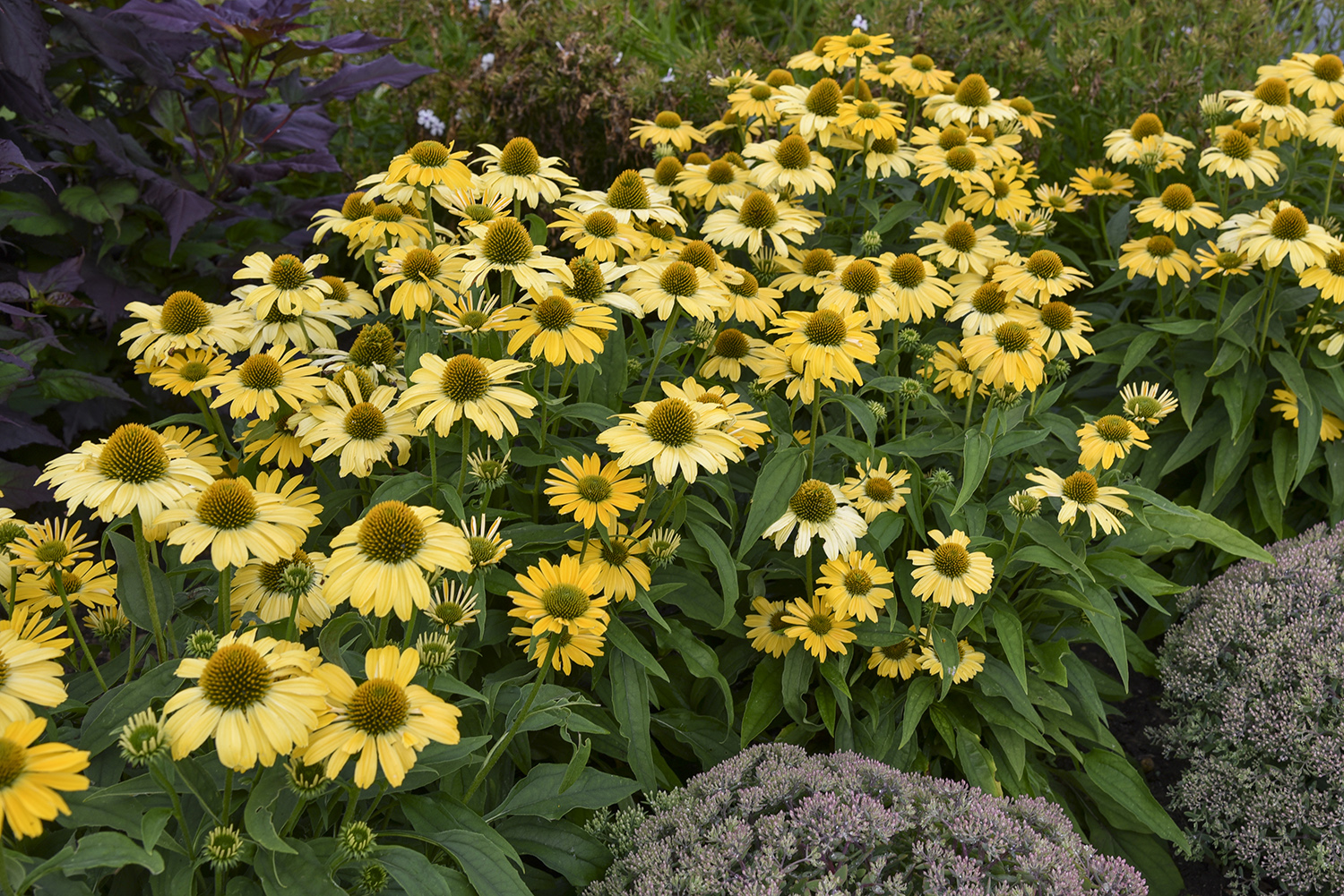 Coneflower
